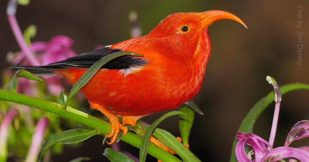 Red Headed Bird in Hawaii